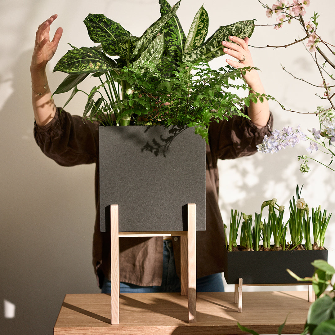 Botanic Pedestal Pot - Elegant Indoor Plant Stand for Home Decor, Living Room, Office & Garden - Perfect for Succulents, Flowers & Houseplants