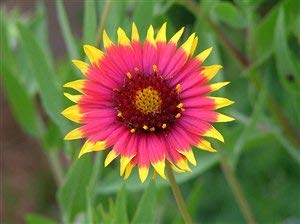 50+ Blanket Flower Seeds for Planting - USA Grown, Ships from Iowa - Attracts Butterflies & Pollinators - Perfect for Gardens, Landscaping & Wildlife Habitats