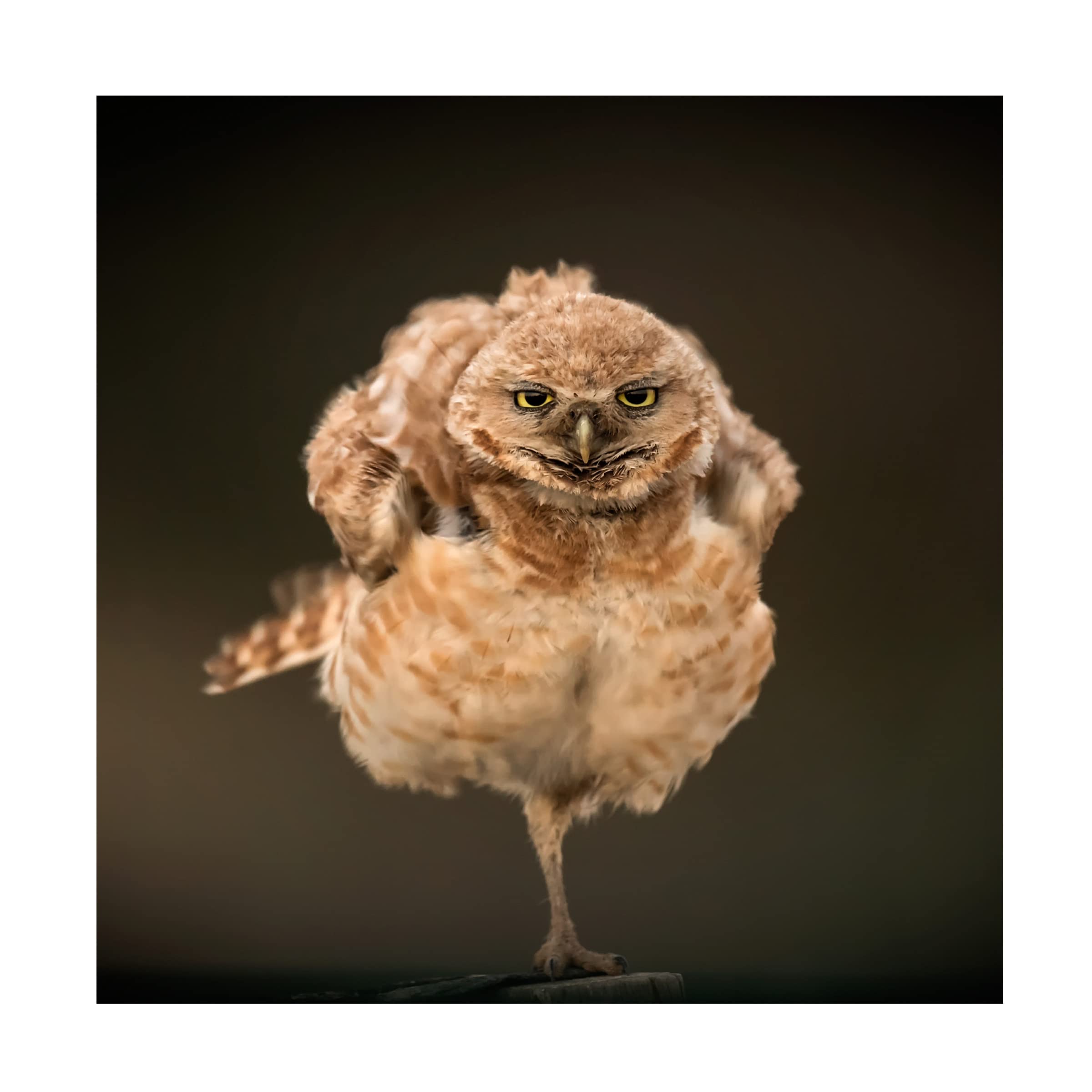 Trademark Fine Art 'The Stare' Canvas Wall Art by David H Yang - Modern Home Decor for Living Room & Office
