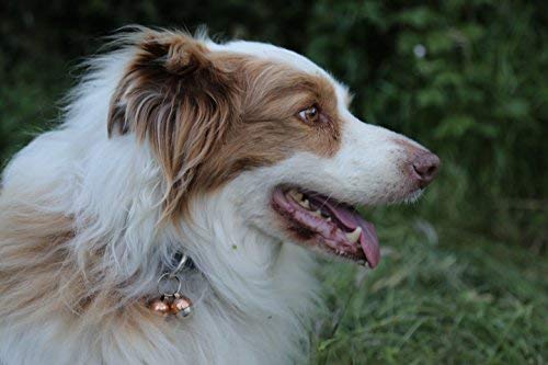 Extra Loud Pet Bells for Cats & Dogs - Save Birds & Wildlife - Handmade Copper - for Outdoor Adventures