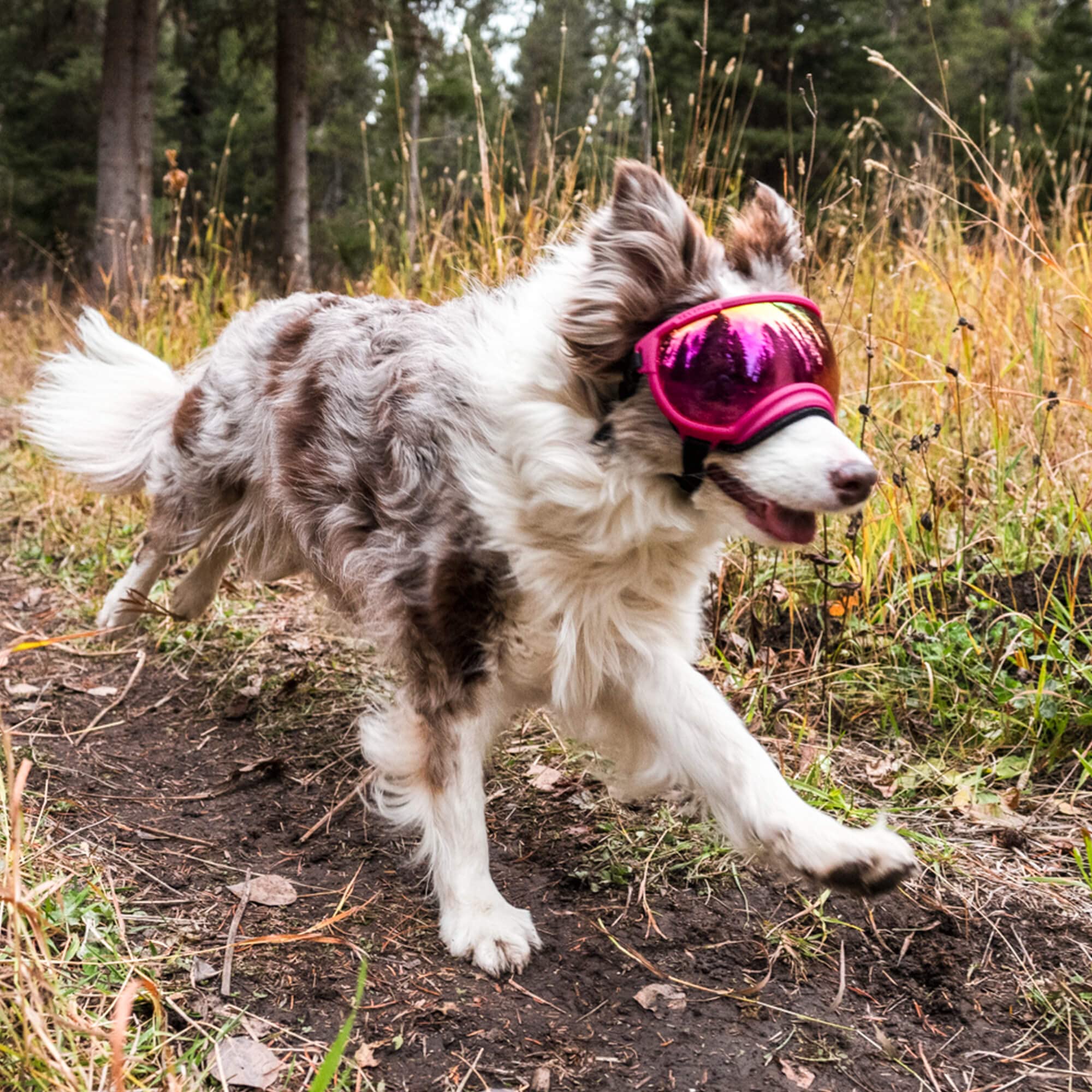 Rex Specs V2 Dog Goggles - Medium Size, Black - Protective Eyewear for Active Dogs - Perfect for Hiking, Running & Outdoor Adventures