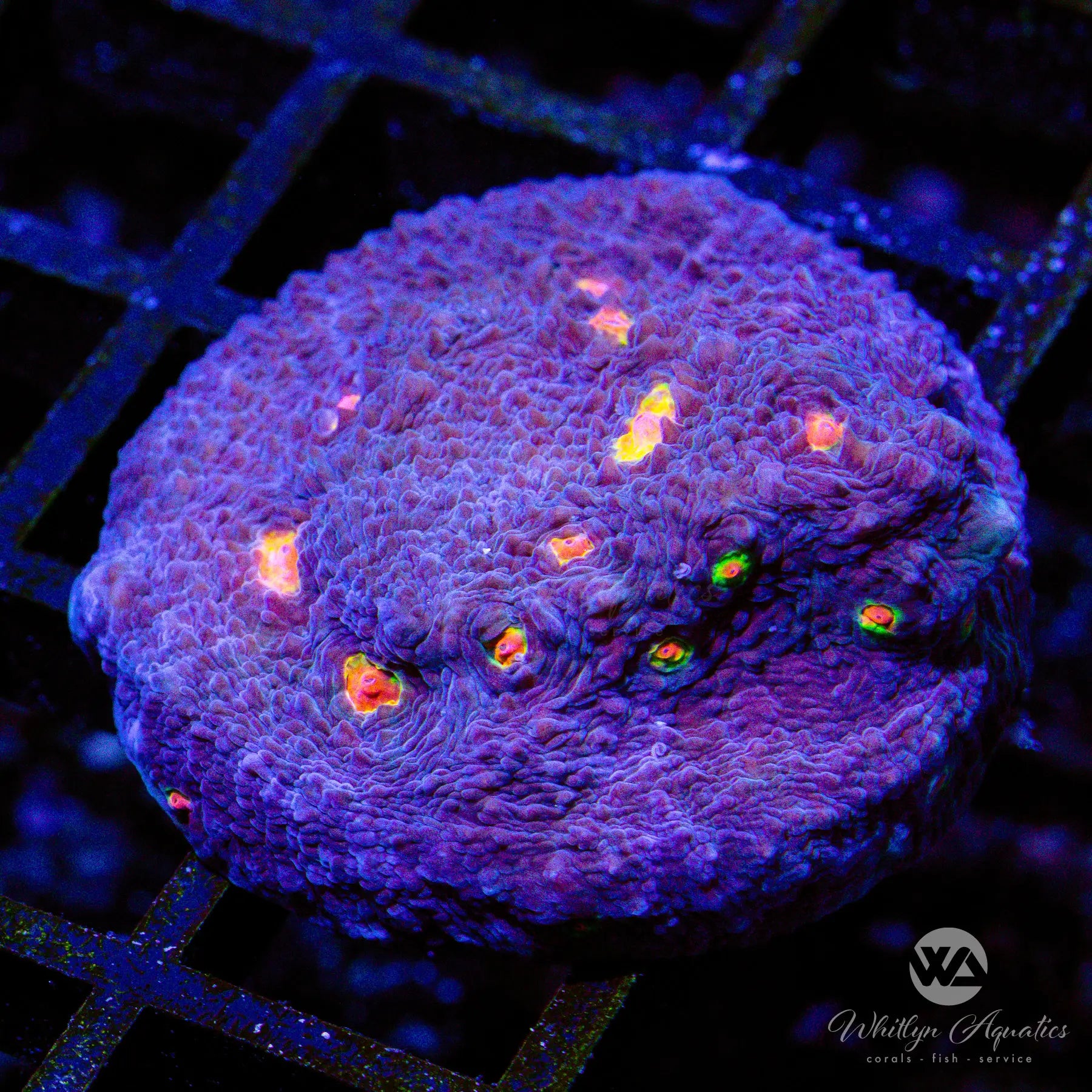 B10 Miami Hurricane Chalice WYSIWYG - Premium Coral for Saltwater Aquariums, Perfect for Reef Tanks and Marine Displays