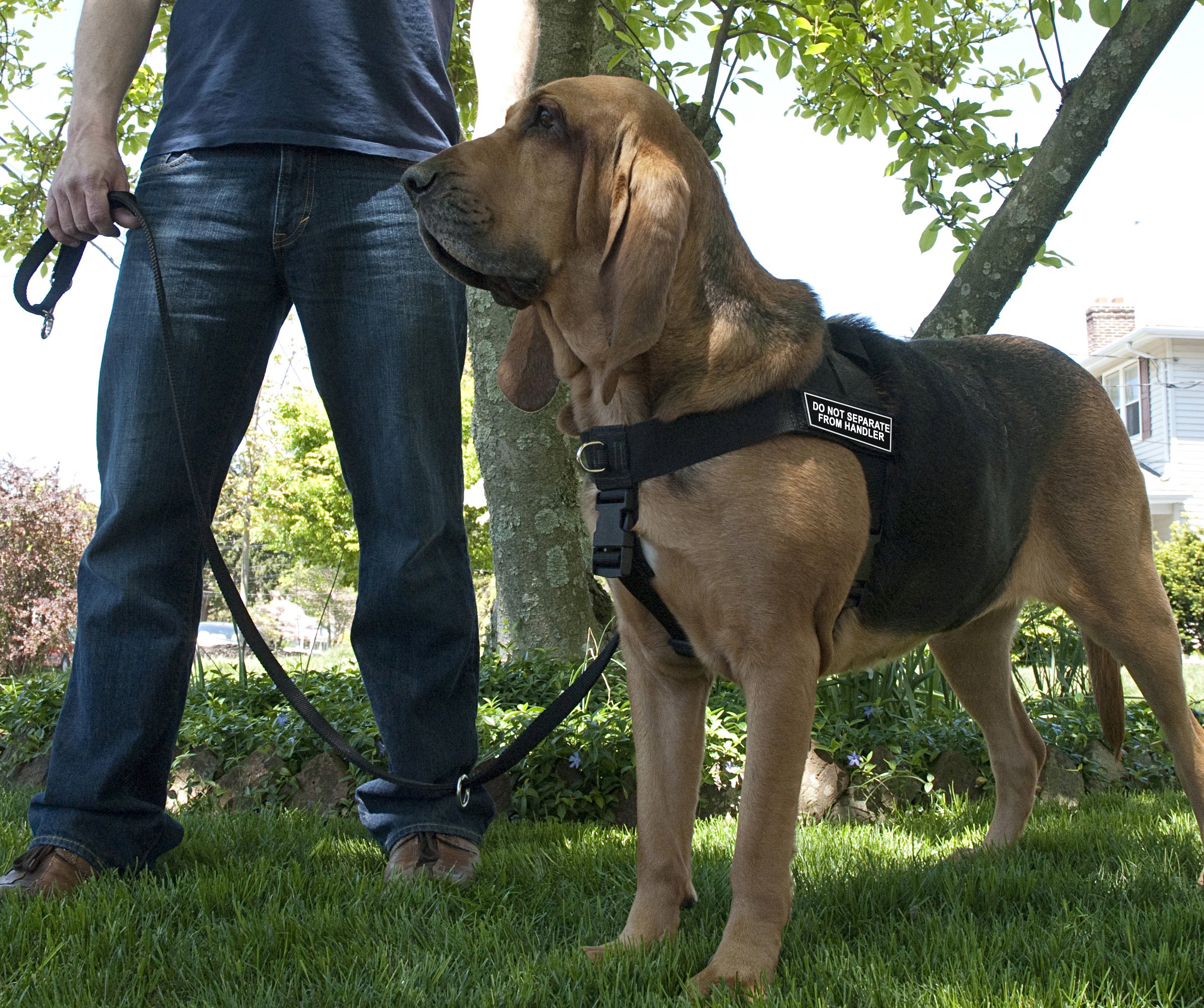 Dean & Tyler No-Pull Dog Harness for Small Dogs (21-25 Inch Chest) - Adjustable Pet Vest Harness with Handle, Escape-Proof Design for Training & Walking - X-Small Size in Black - Perfect for Daily Walks, Jogging & Outdoor Adventures