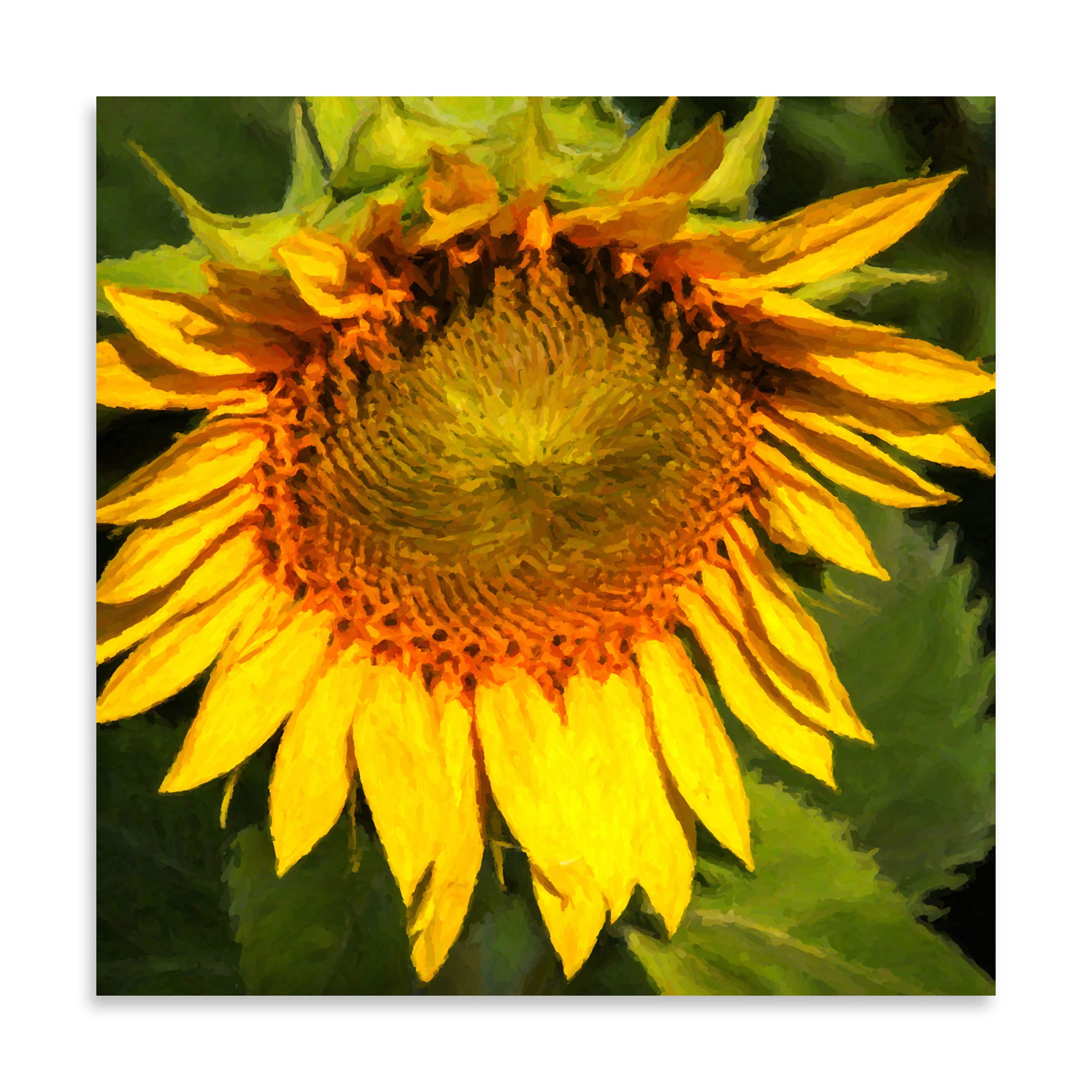 Contemporary Sunflower I by Alan Hausenflock - 24x24in Fine Art Giclee Print on Paper | Modern Wall Decor for Living Room, Bedroom & Office