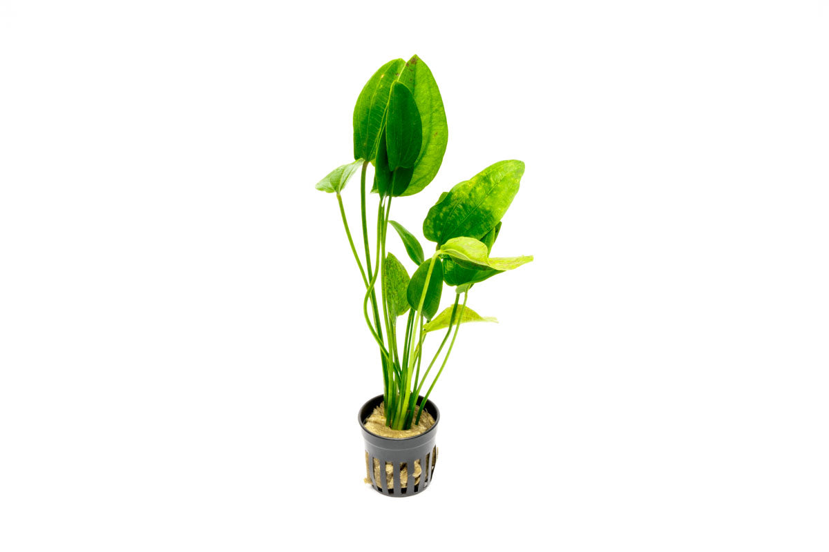 Echinodorus Tiger Green Aquatic Plant - Live Freshwater Aquarium Plant for Fish Tanks, Ponds & Aquascaping | Perfect for Beginners & Planted Aquariums