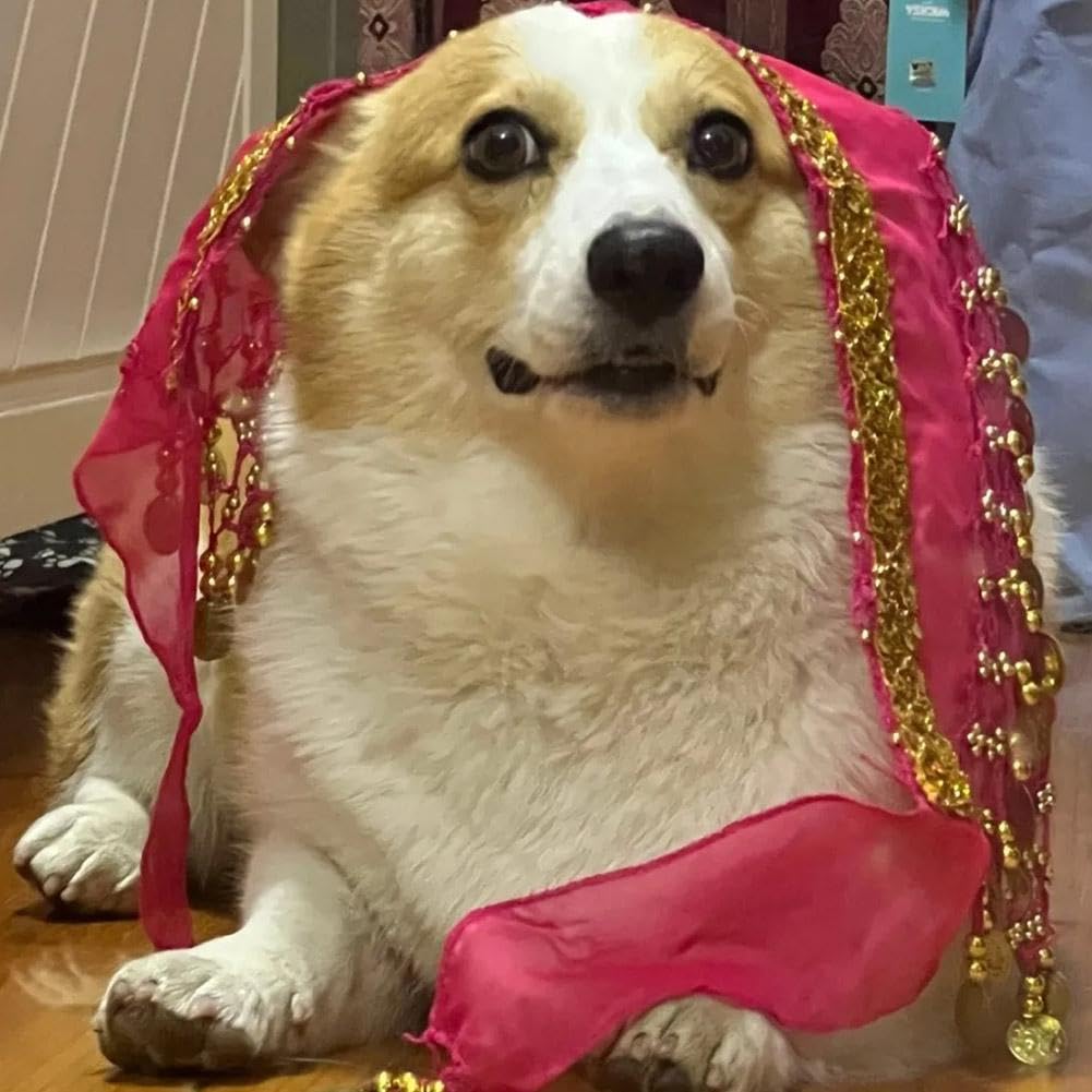 Corgi Dog Costume - Belly Dancer Skirt with Sequin Waist Chain & Butt Curtain, Passionate Puppy Hip Scarf for Shaking Dance, Perfect for Halloween, Parties, and Pet Performances