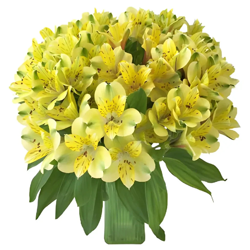 Fresh Yellow Peruvian Lilies - Apple Blossom Peruvian Lilies Bouquet for Home Decor, Wedding Centerpieces & Gift Giving