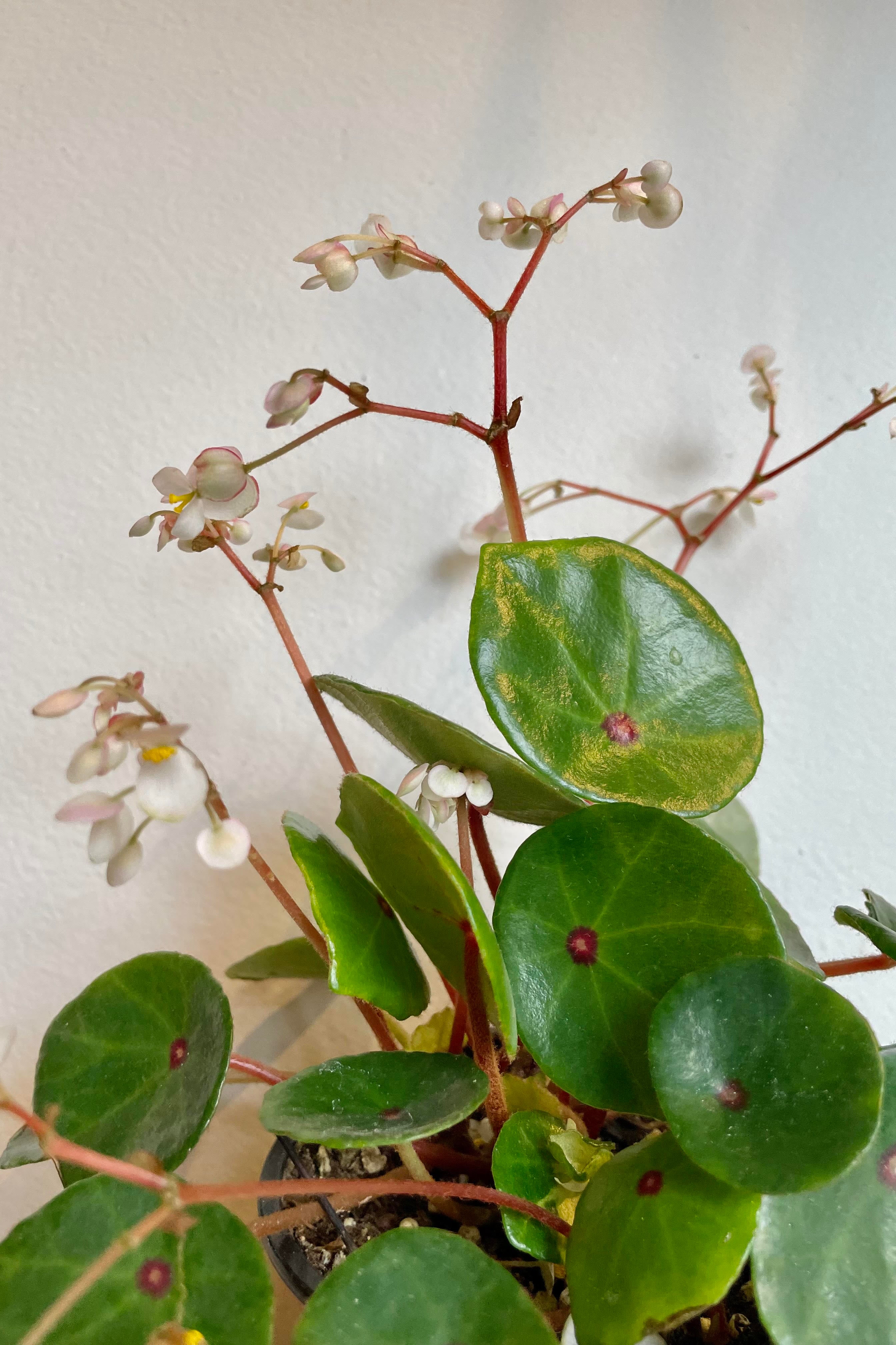 Begonia Conchifolia 4 Inch Live Plant - Perfect for Indoor Gardens, Terrariums, and Home Decor