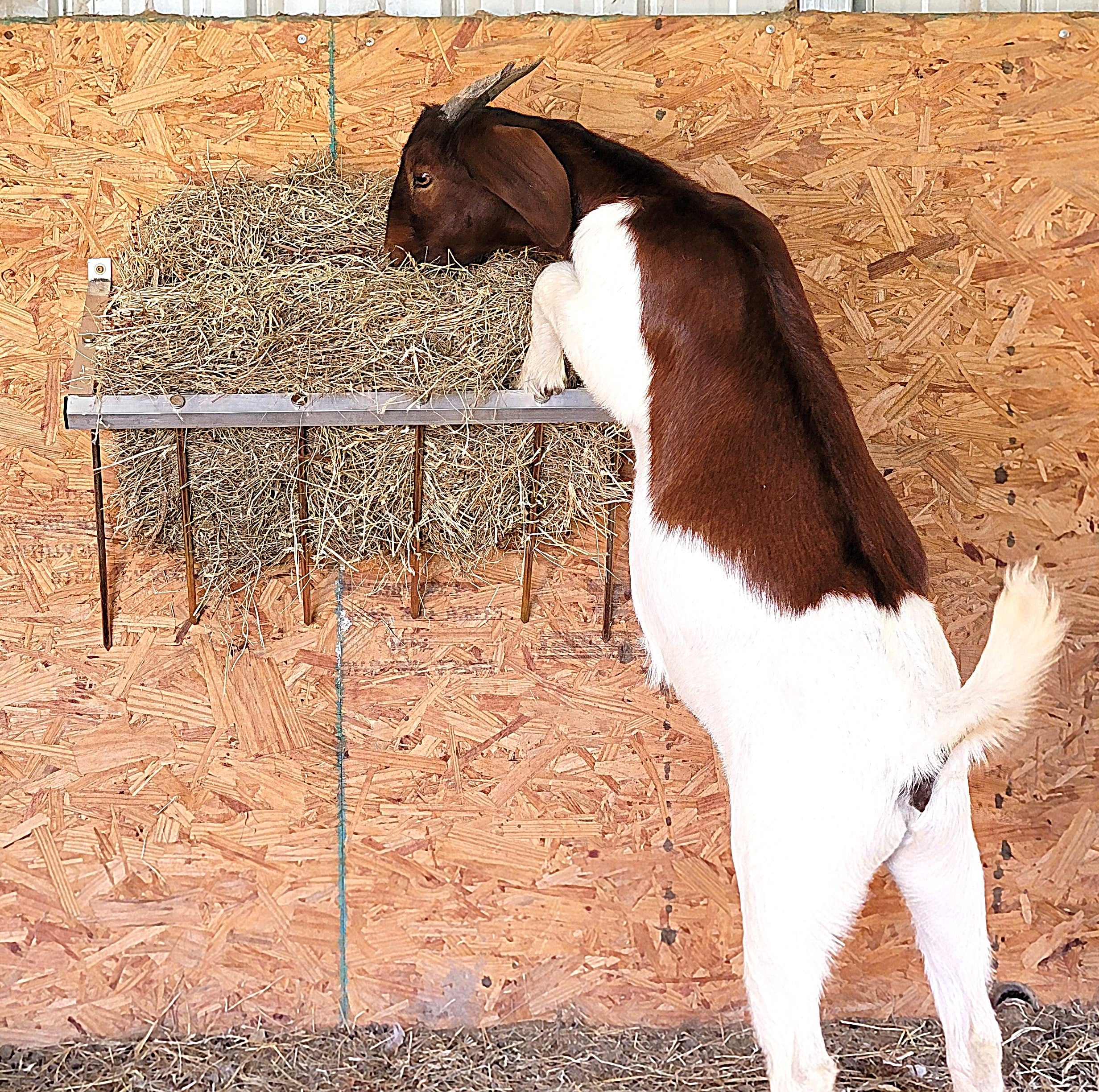 24 Inch Wall Mounted Sheep & Goat Two Flake Hay Feeder - Durable Aluminum Alloy - USA Made - Perfect for Barns, Stables & Pastures