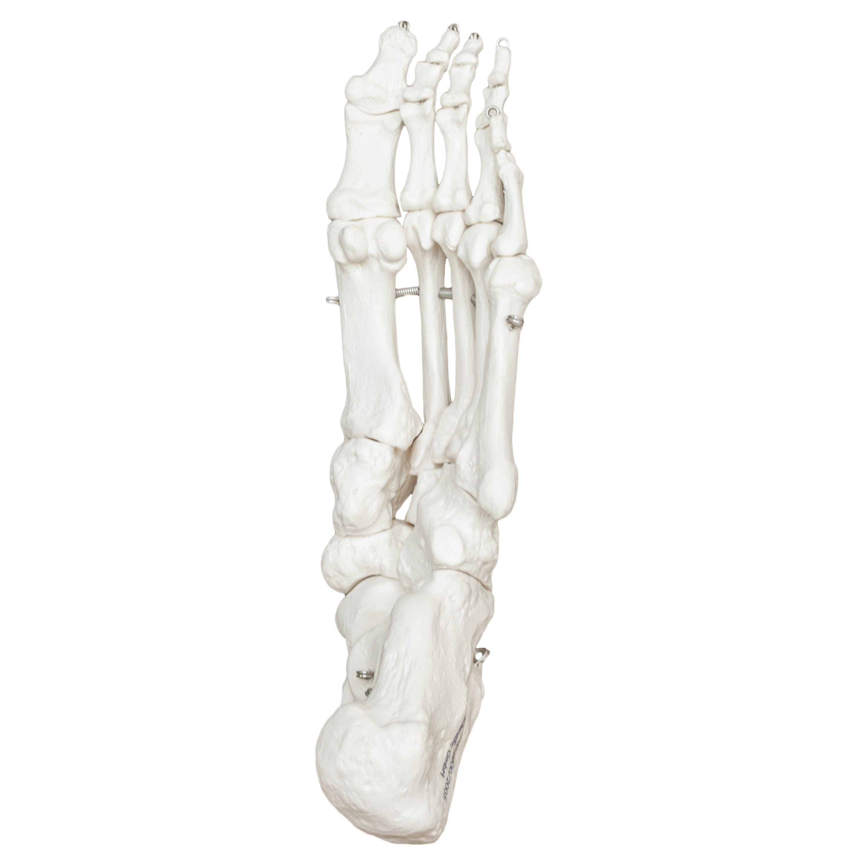 Replica Human Articulated Foot - Anatomically Accurate Medical Model for Study & Practice - Perfect for Medical Students, Anatomy Classes & Foot Health Education