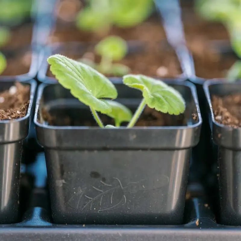 Bootstrap Farmer 2.5 Inch Heavy Duty Seed Starter Pots with Tray Insert - Perfect for Indoor Gardening, Seed Germination & Plant Propagation