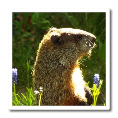 3D Rose HT-202465-1 Groundhog Sun Iron-On Heat Transfer Paper for White Fabric - 8