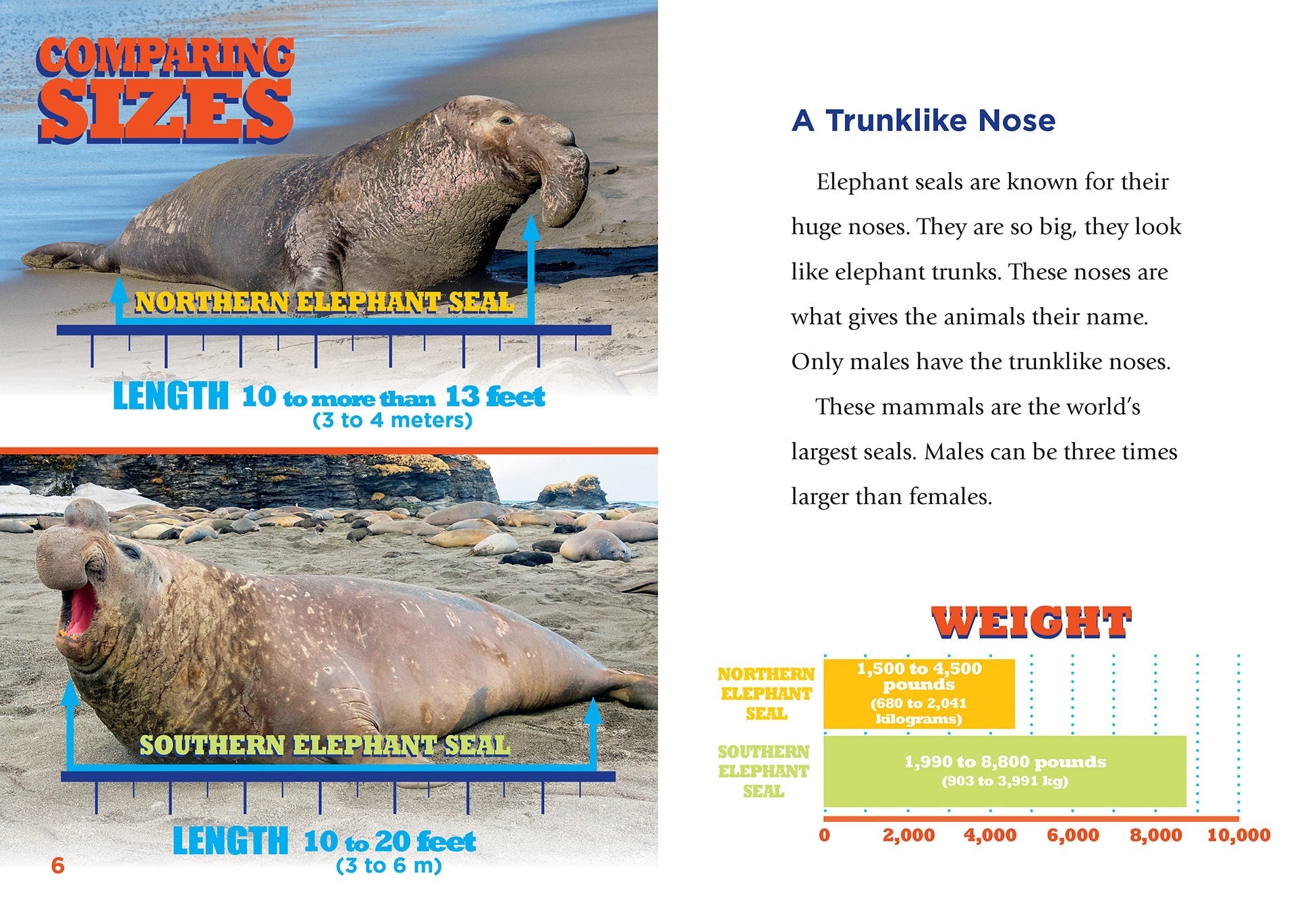 Elephant Seals Book 9781623105655 - Learn About Marine Wildlife & Conservation for Kids & Adults - Perfect for School Projects & Nature Enthusiasts