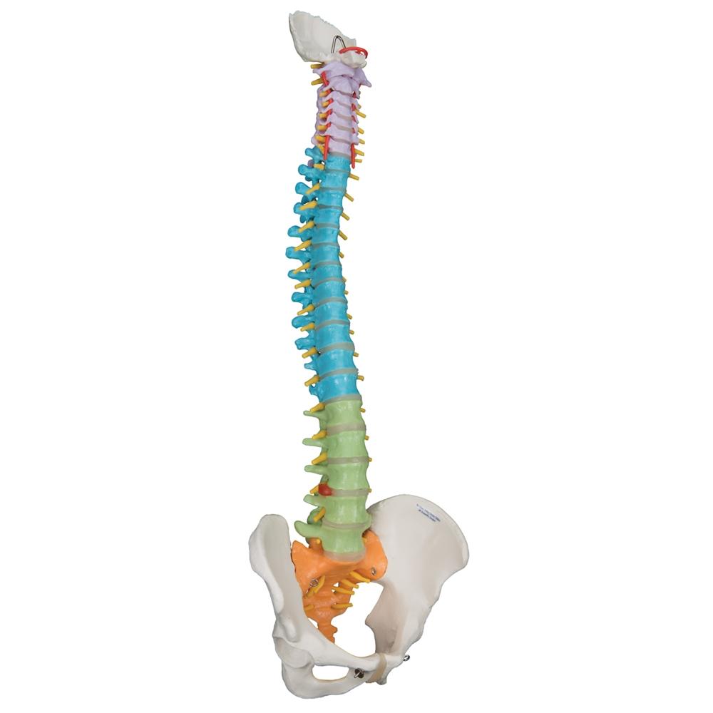 Didactic Flexible Spine Model - Anatomical Human Vertebral Column for Medical Education & Training | Perfect for Classrooms, Labs & Chiropractic Studies
