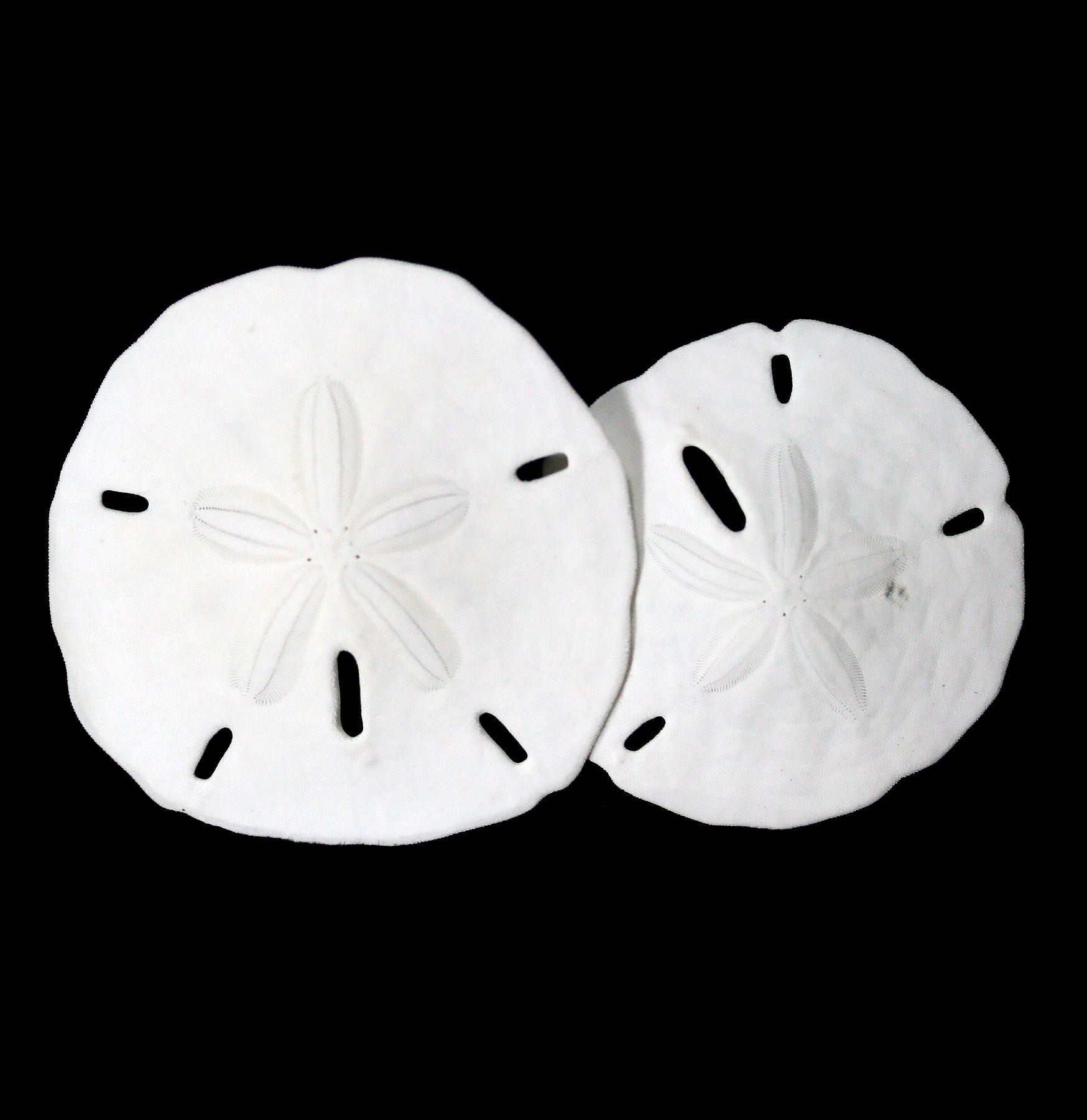 Authentic Florida Keyhole Sand Dollar Seashells - Perfect for Beach Decor, Crafts, and Coastal Home Accents | Great for DIY Projects, Wedding Favors, and Souvenirs