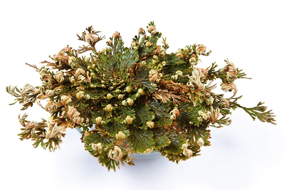 Rose of Jericho Resurrection Plant (2 Pack) - Incense Garden Dried Flowers for Home Decor, Spiritual Rituals & Aromatherapy | Perfect for Meditation, Gift Giving & Natural Air Freshener