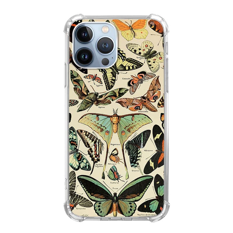 Moth Butterfly