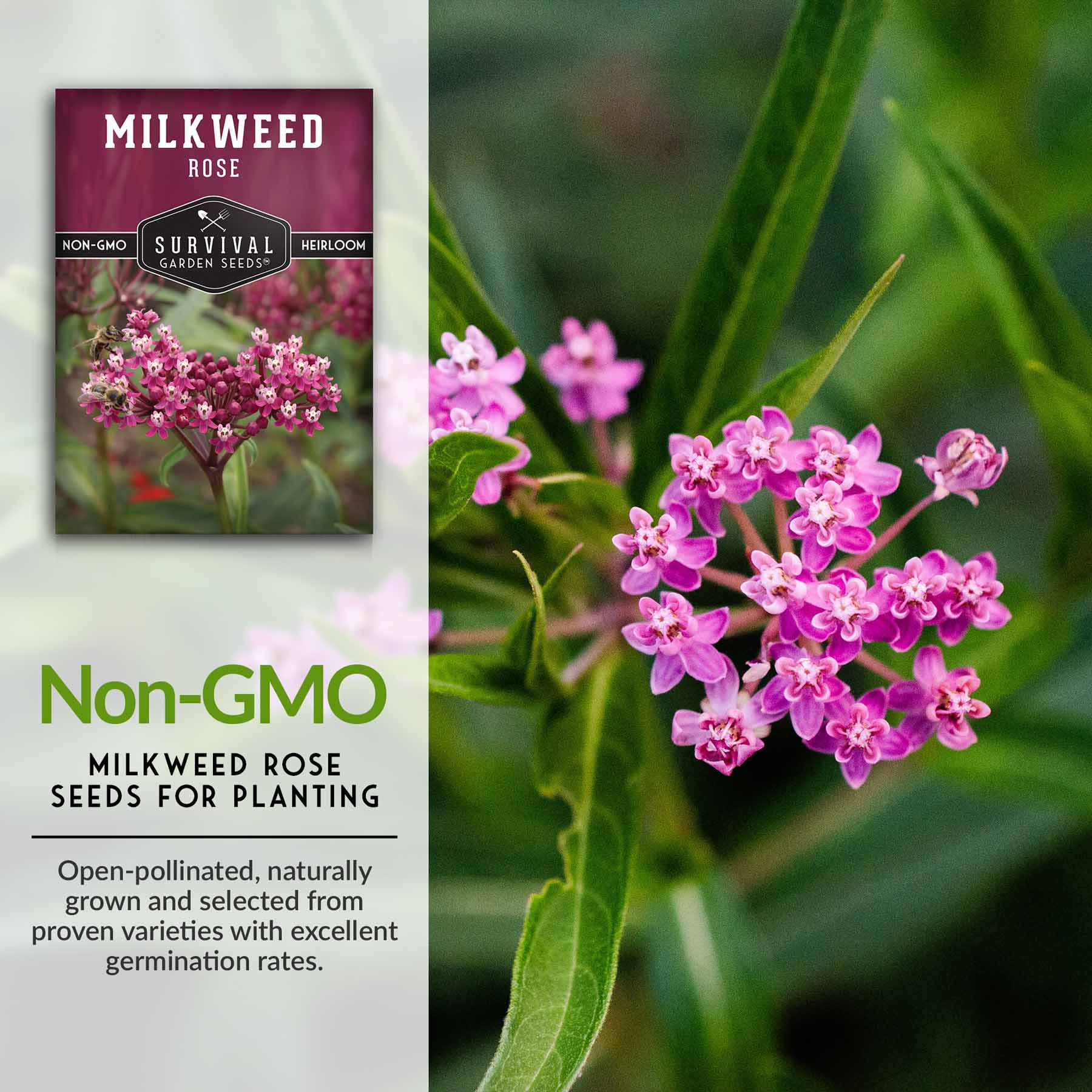 **Buy Rose Milkweed Seeds Online - Asclepias Incarnata for Butterfly Gardens & Pollinator-Friendly Landscaping**