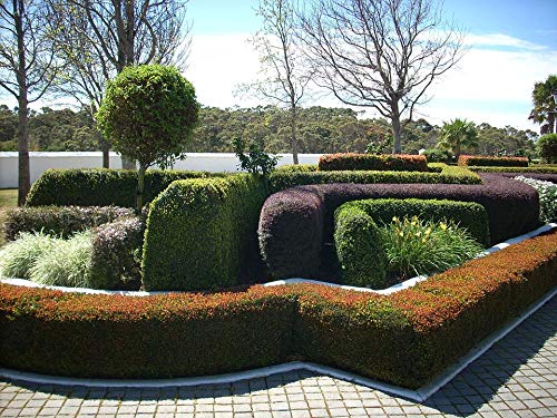 20x30 Inch Laminated Topiary Hedge Gardening Poster - Vibrant Colors & High-Quality Print - Perfect for Home Decor, Office Wall Art & Garden Enthusiasts - Fits Standard Frames