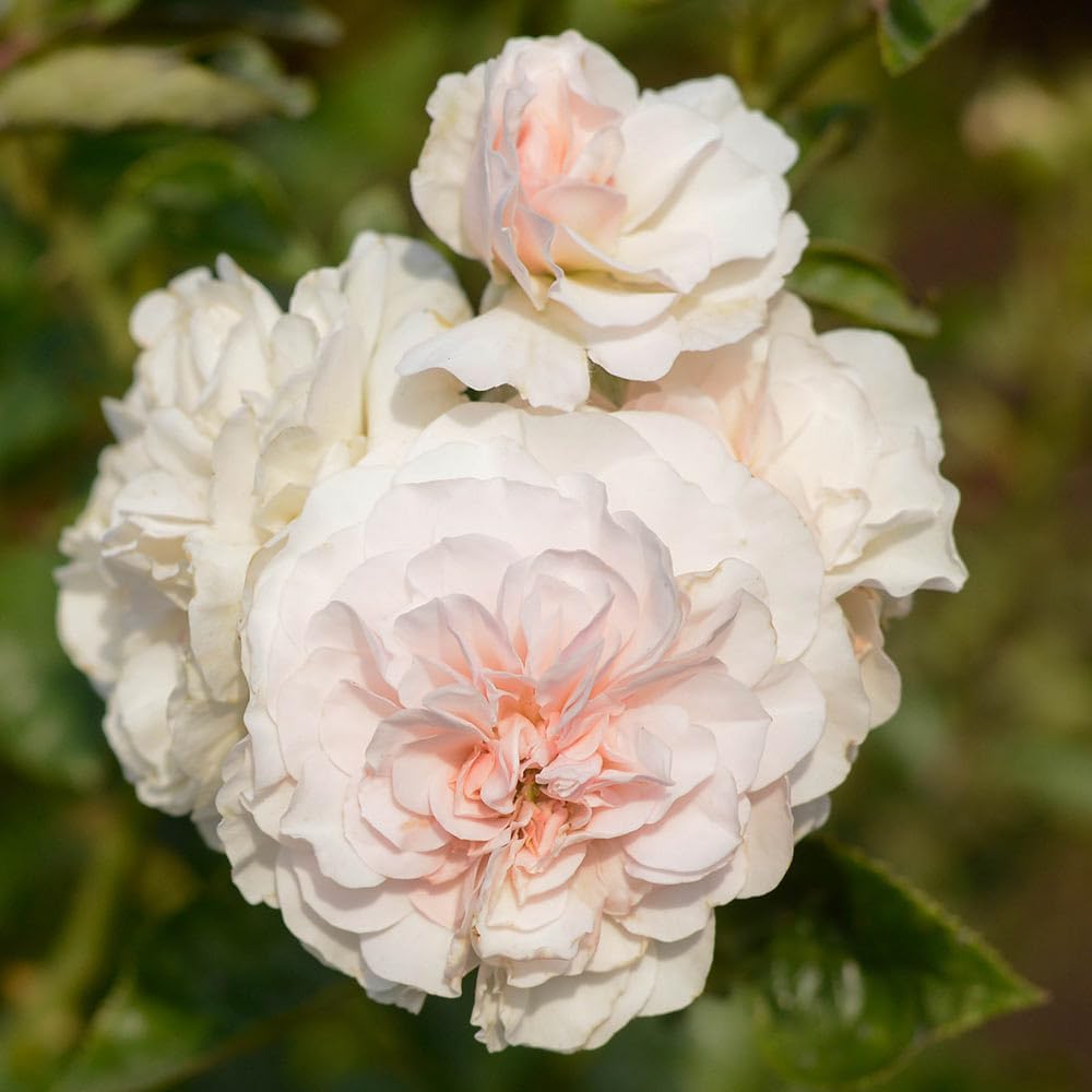 Heirloom Roses Lexy™ Pink Rose Bush - Hybrid Musk Live Outdoor Plant for Garden, Landscaping & Home Decor | Perfect for Planting in Flower Beds, Borders & Containers