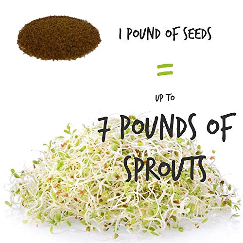 Organic Alfalfa Sprouting Seeds 5 Lbs - Non-GMO, Resealable Can for Growing Sprouts - Perfect for Home Gardening, Healthy Salads, Sandwiches & Food Storage