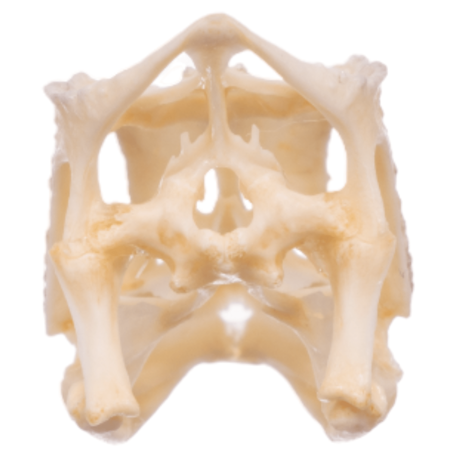 Authentic Panther Chameleon Skull Specimen - Rare Reptile Bone Collectible for Science Education & Home Decor