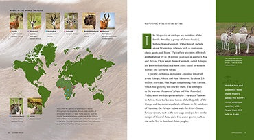 Antelopes: A Comprehensive Guide - ISBN 9781608182848 | Perfect for Wildlife Enthusiasts & Nature Lovers