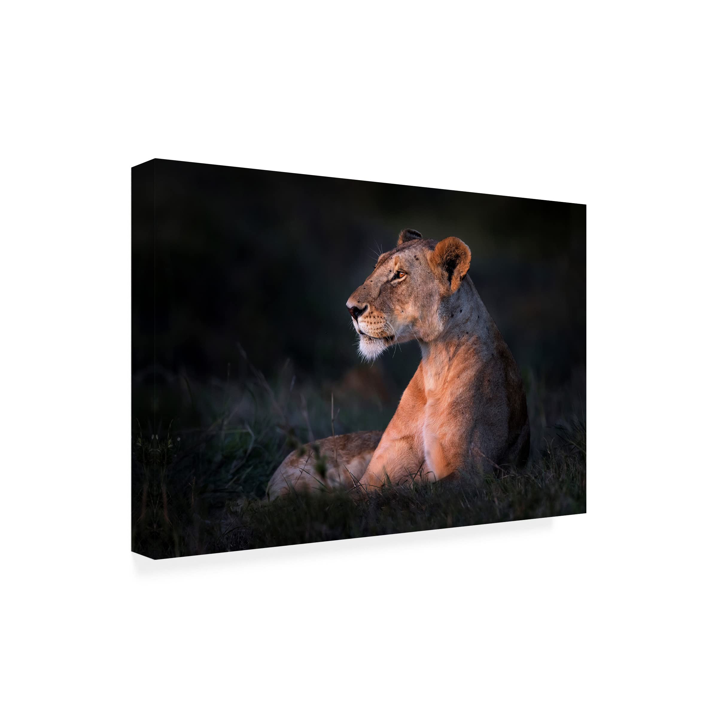 Xavier Ortega 'Lone Lioness' Canvas Wall Art Print - Wildlife Lion Painting for Living Room, Bedroom & Office Decor