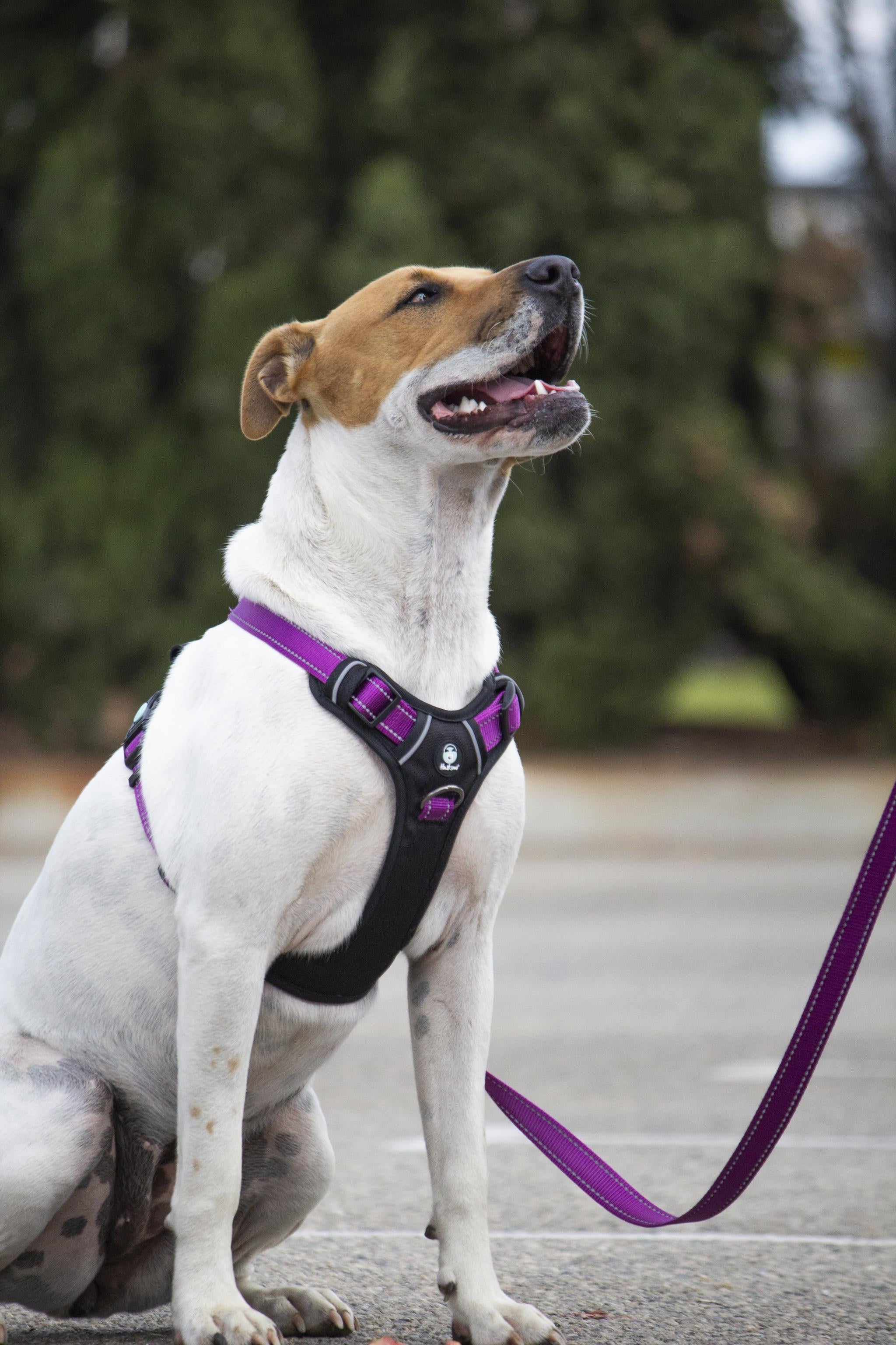 Huskimo Ultimate No-Pull Dog Harness with Reflective Strips - Adjustable Pet Vest for Small Medium Large Dogs - Perfect for Walking, Running, Hiking & Outdoor Adventures (Aurora)
