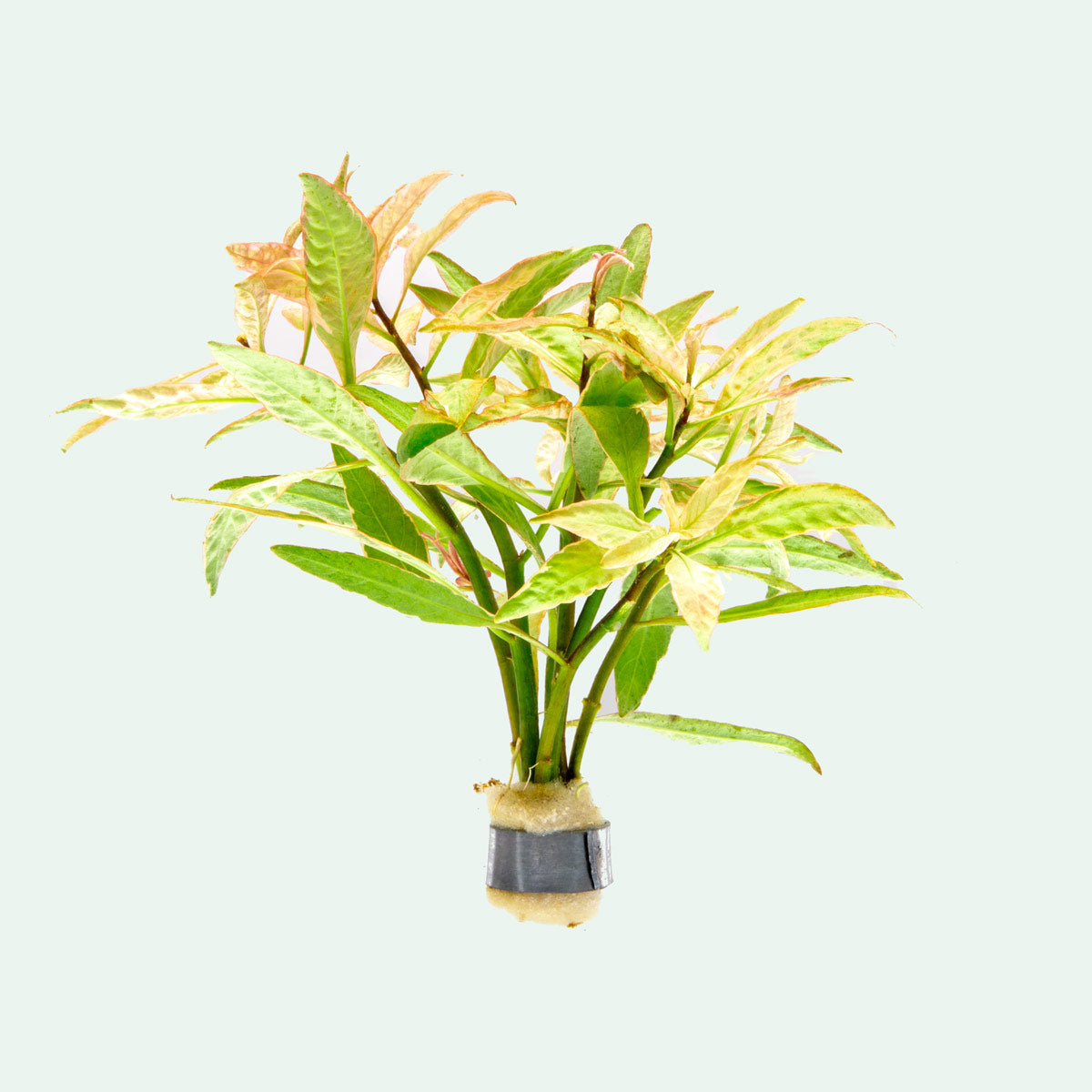 Ludwigia White Aquatic Plant for Aquarium - Live Freshwater Stem Plant for Fish Tank Decoration | Perfect for Aquascaping, Nano Tanks & Shrimp Habitats