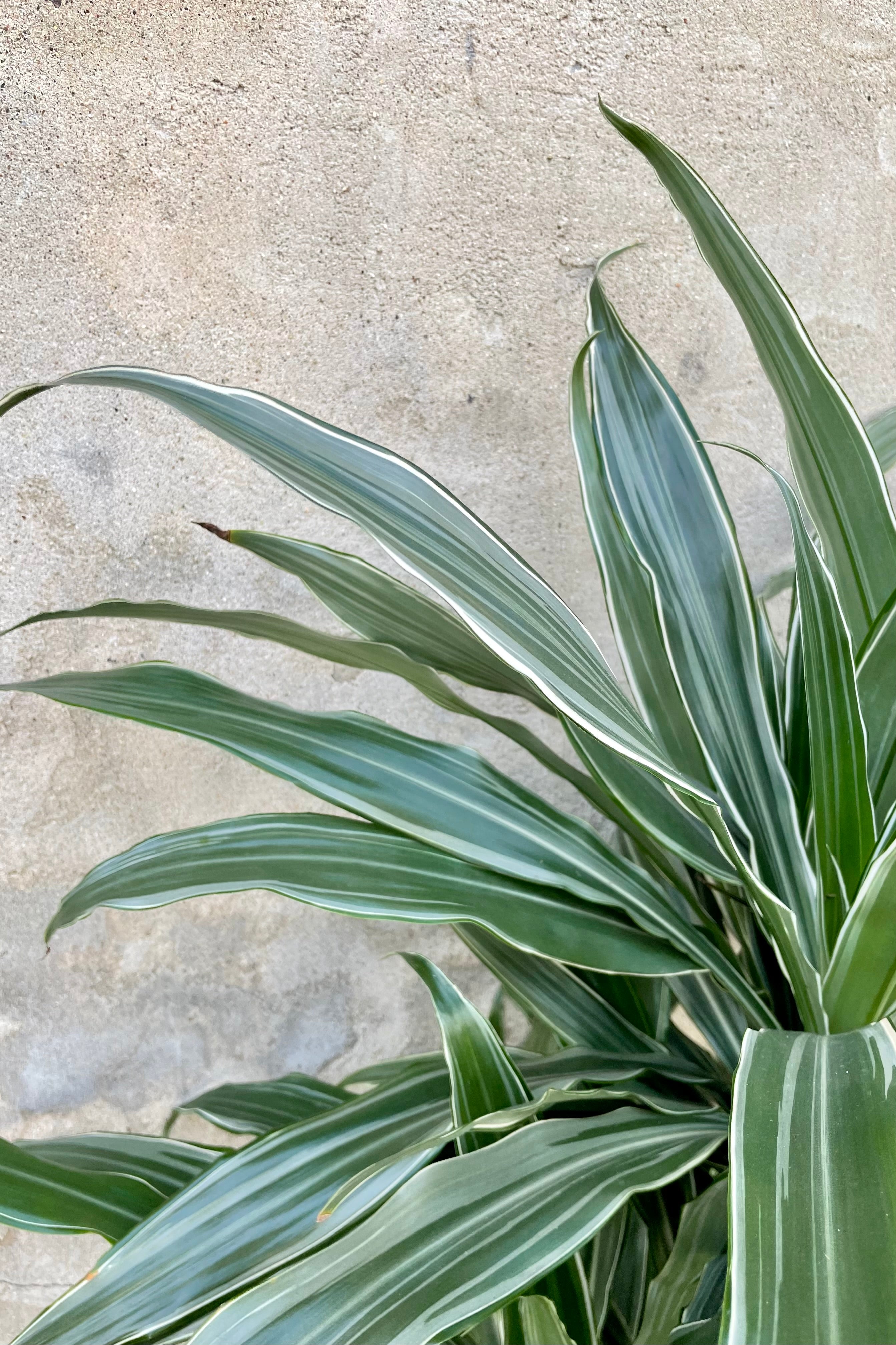 Dracaena Warneckii Staggered Cane Plant - 10