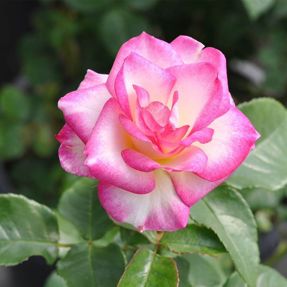 Heirloom Roses Miss Congeniality™ Grandiflora Rose Bush - Live Outdoor Planting Perennial Flowering Plant for Gardens, Landscaping & Wedding Decorations