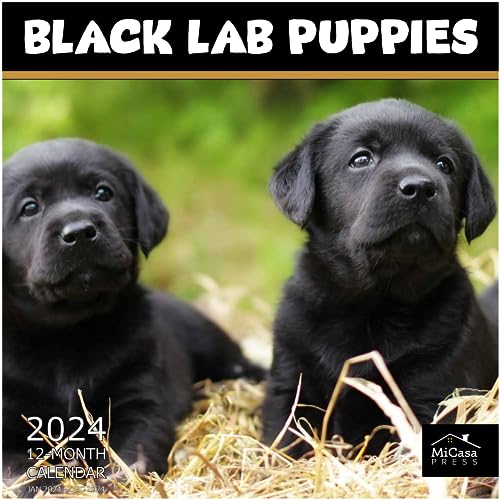 12 - Black Lab Puppies