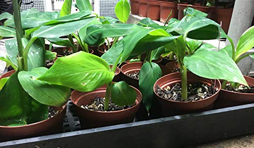 Double Mahoi Banana Plant - Live Dwarf Cavendish Banana Tree with Two Stems - Perfect for Indoor Tropical Decor & Outdoor Garden Landscaping