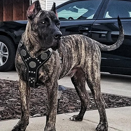 Bestia Maximus Silver Big Dog Leather Harness - Heavy Duty Adjustable Padded Vest for Large Breed Dogs - Perfect for Walking, Training & Outdoor Adventures