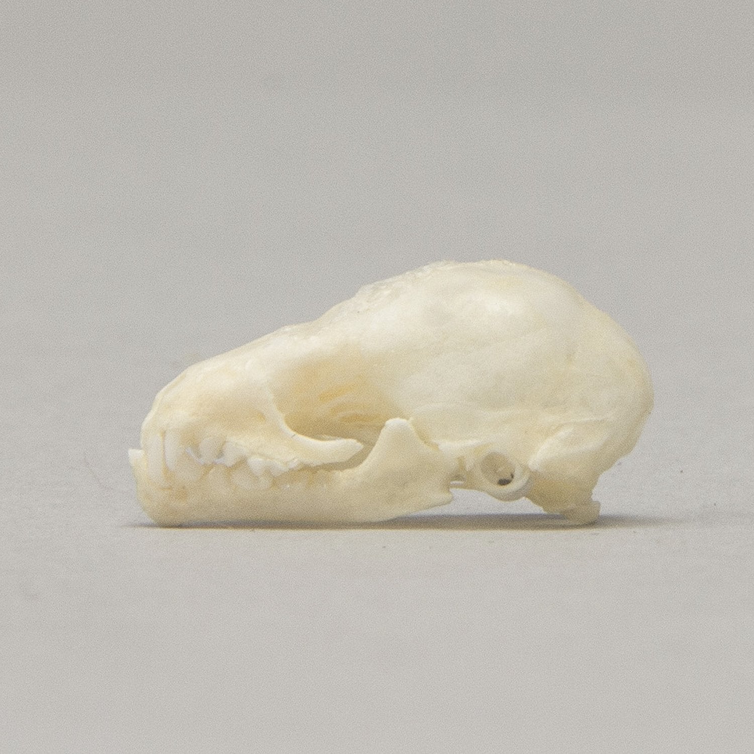 Authentic Seba's Short-Tailed Bat Skull Specimen - Perfect for Science Education, Halloween Decor & Gothic Collectibles