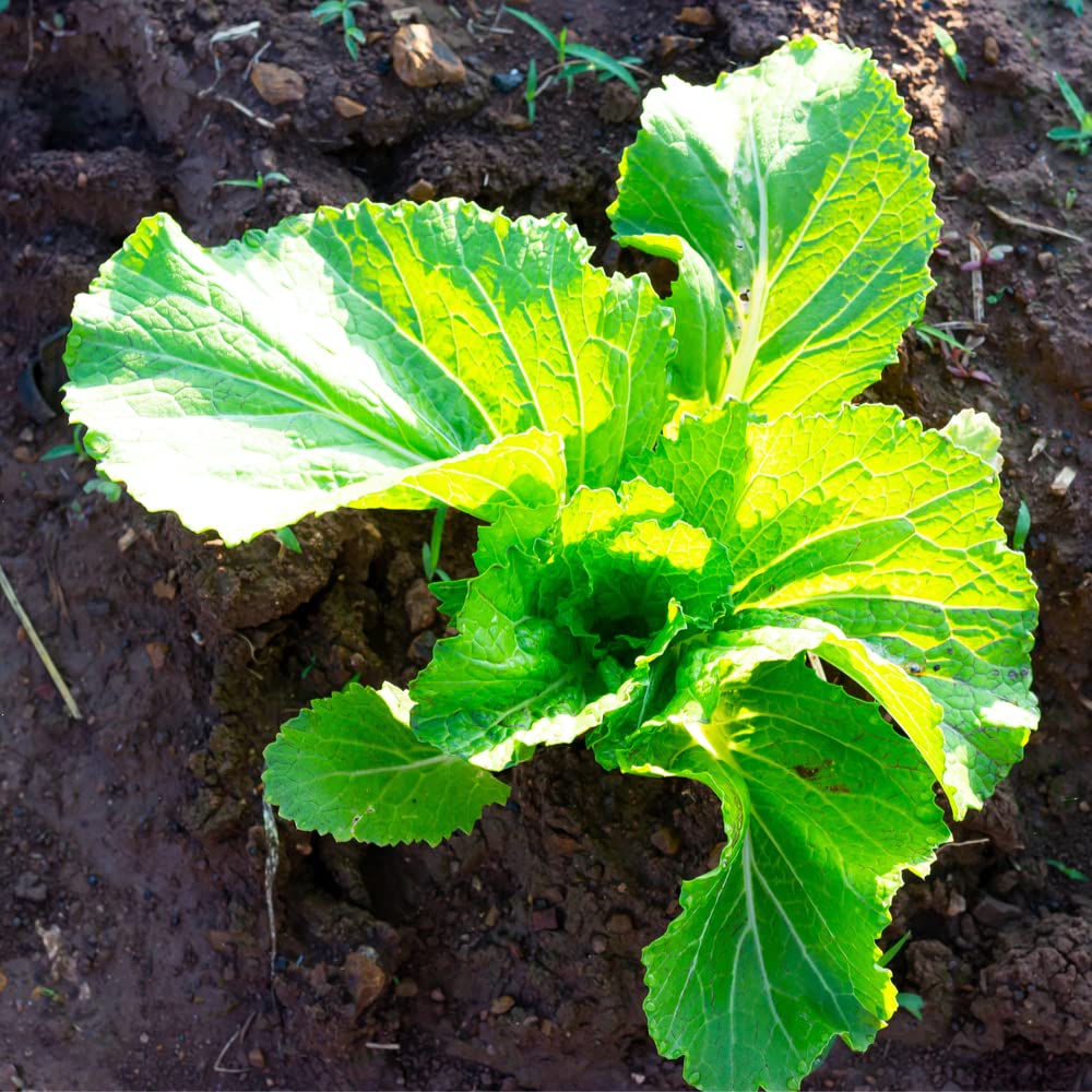 Florida Broadleaf Mustard Greens Seeds - 1000 Non-GMO Seeds for Planting - Fast Growing, Heirloom Variety - Perfect for Home Gardens, Salads & Stir-Fry Dishes
