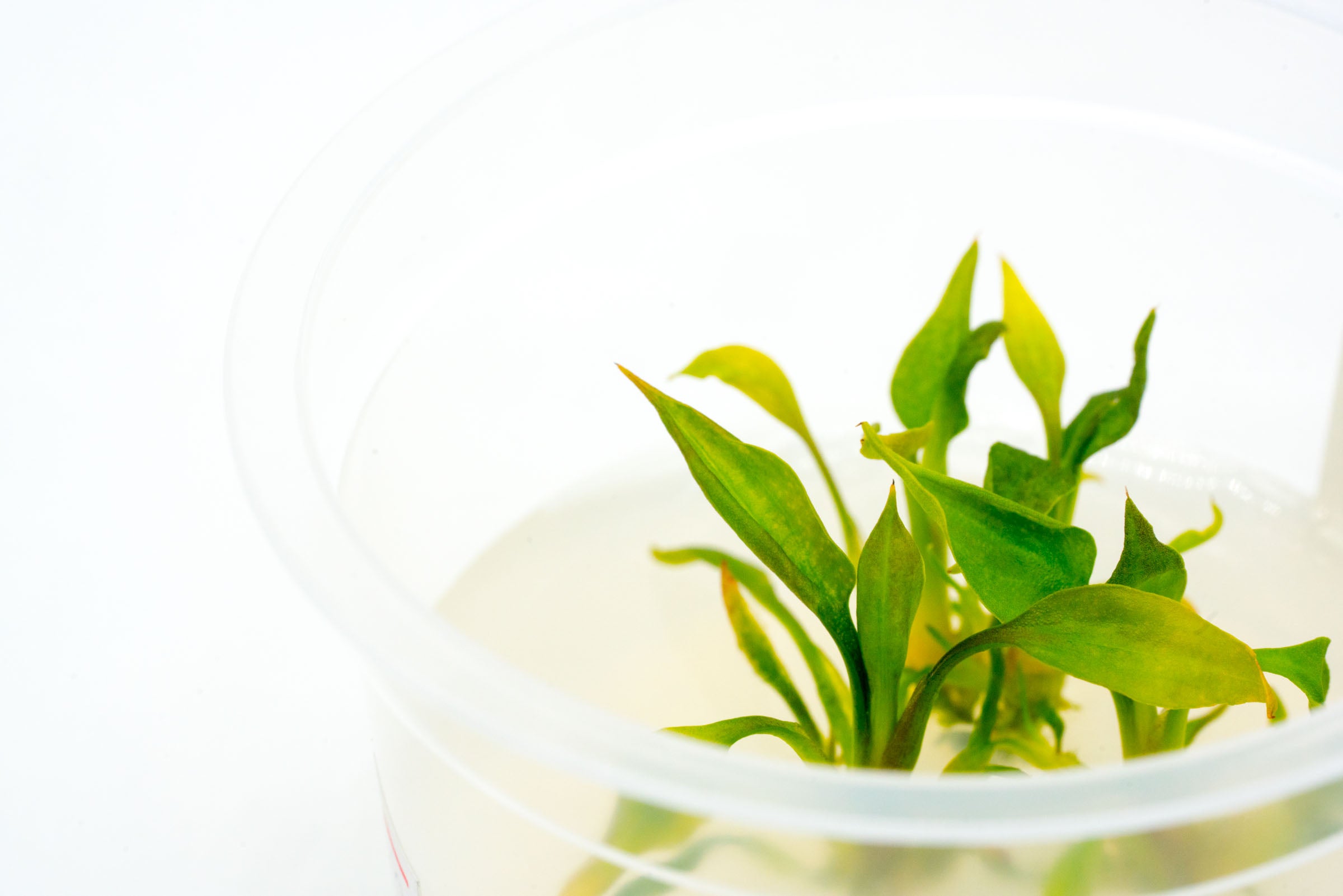 Cryptocoryne Pontederiifolia Live Aquarium Plant - Tissue Culture for Fish Tank, Aquascaping & Freshwater Aquariums - Perfect for Low-Tech Planted Tanks & Beginner Aquatic Gardens