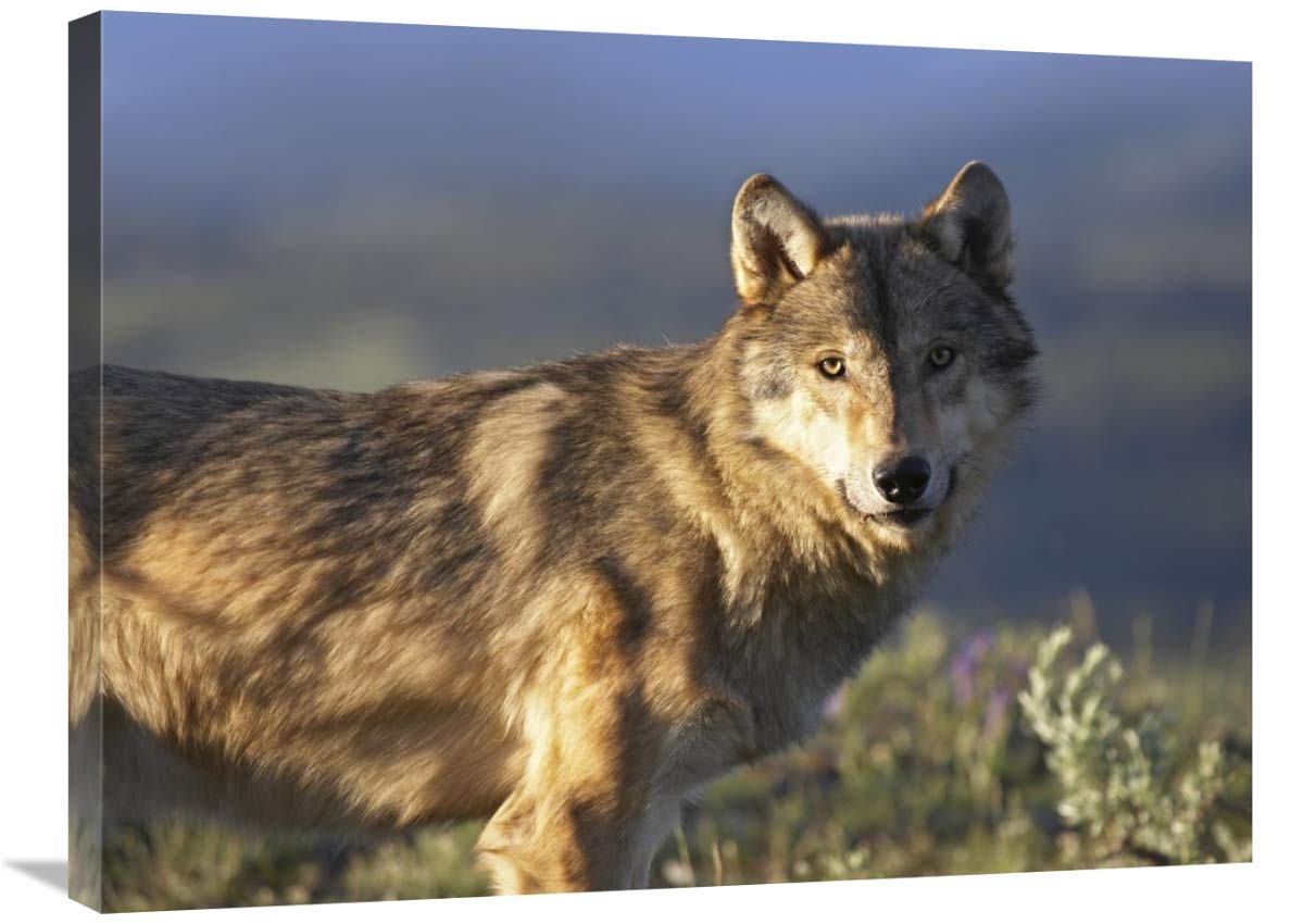 Gray Wolf Canvas Art Print - 32x24 Inches - North American Wildlife Wall Decor for Living Room, Bedroom & Office