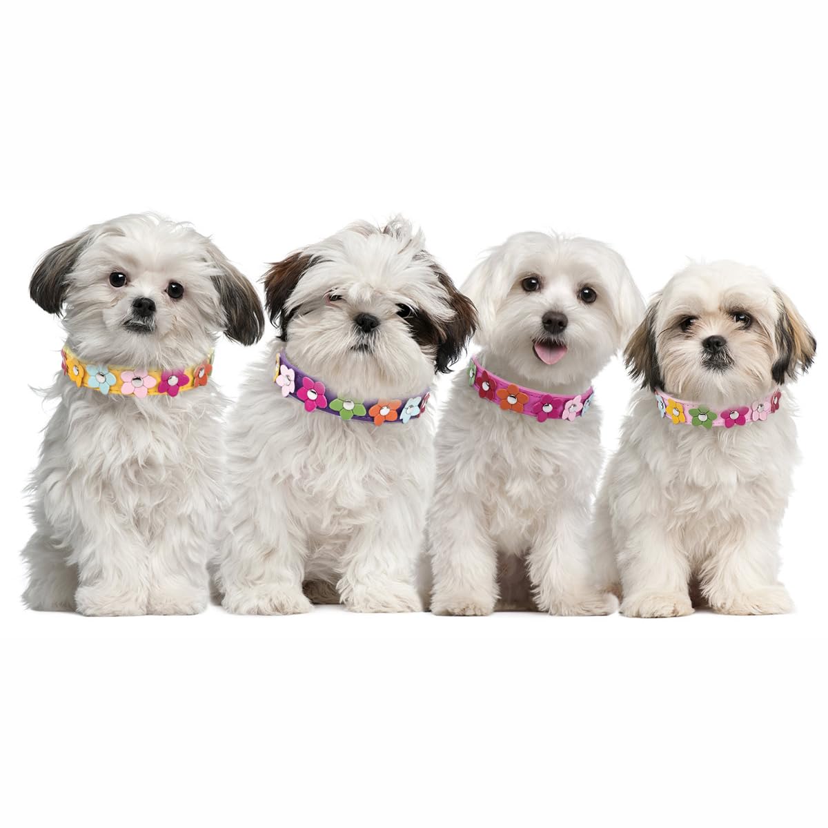 Floral Dog Collars for Small Dogs - Blue Faux Leather Flower Collar with Adjustable Buckle for XS/S/M Breeds | Cute Puppy Accessories for Female Dogs & Tiny Cats | Perfect for Daily Walks, Pet Photos & Special Occasions