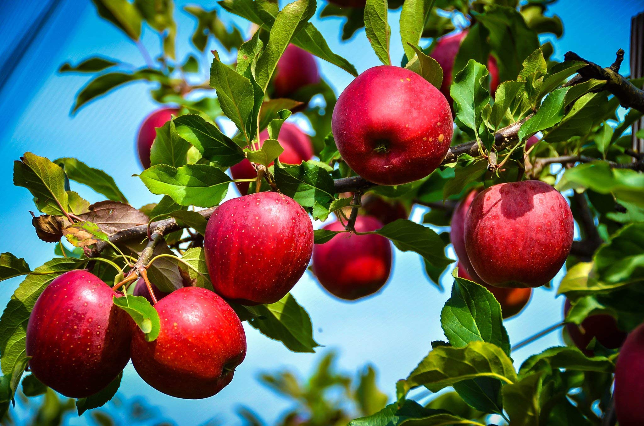 Red Rome Beauty Apple Tree (5 Gallon Potted) - Pixies Gardens - Fresh Fruit for Home Gardens, Landscaping & Backyard Orchards