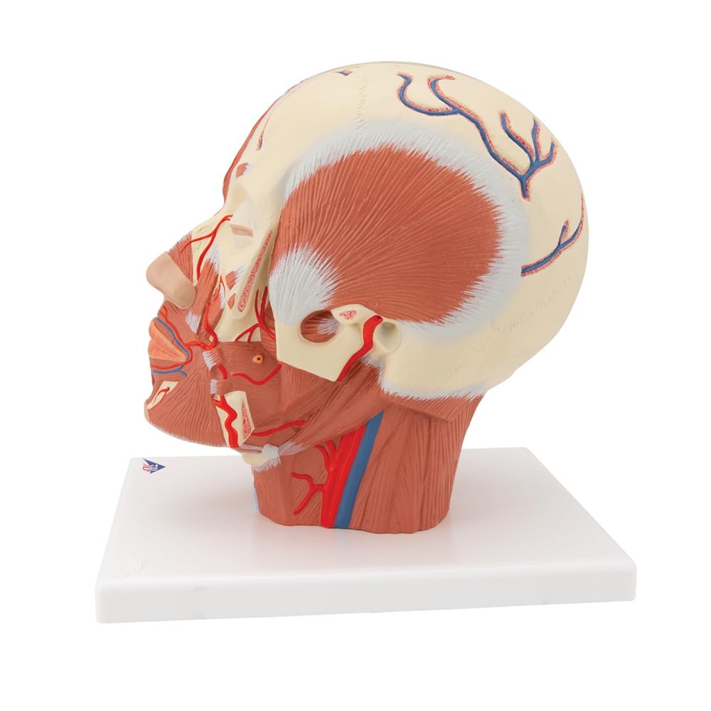 Human Head Musculature Anatomy Model with Blood Vessels - Perfect for Medical Students, Anatomy Study & Classroom Demonstrations