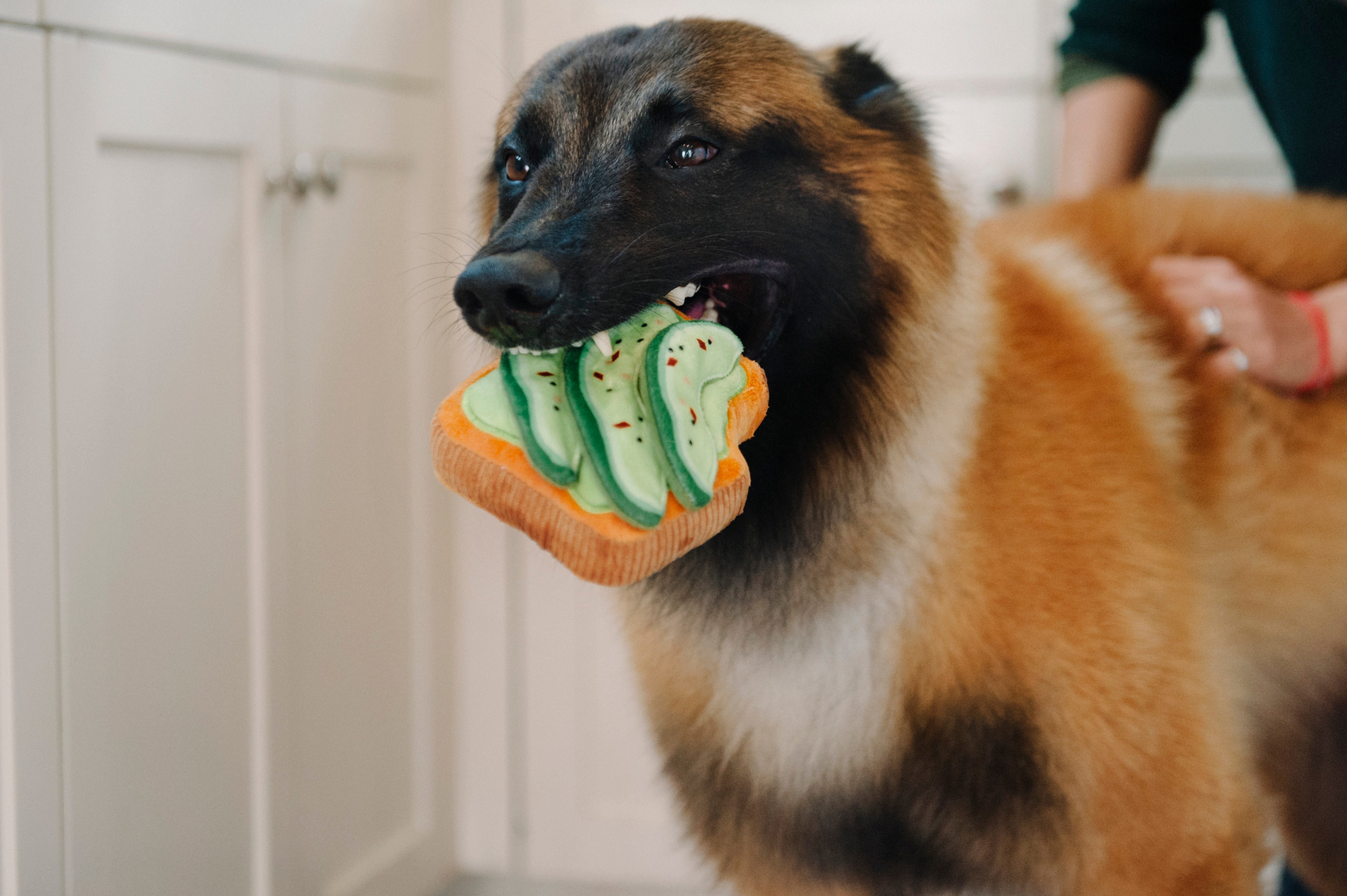 Avocado Toast Plush Dog Toy - Barking Brunch™ Soft Chew Toy for Dogs | Pet P.L.A.Y. | Perfect for Playtime, Training & Cuddling