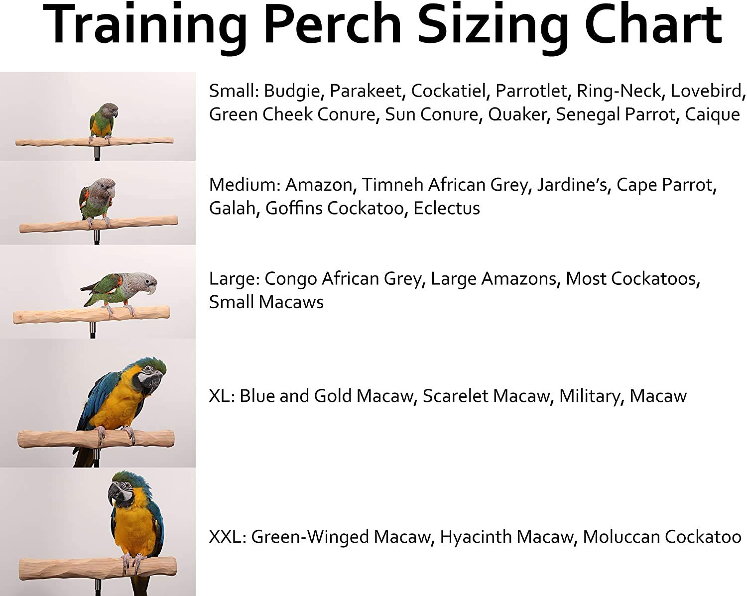 Parrot Training Perch Kit - Small Standard Size Bird Stand for Parakeets, Cockatiels & Lovebirds - Perfect for Training, Grooming & Playtime at Home