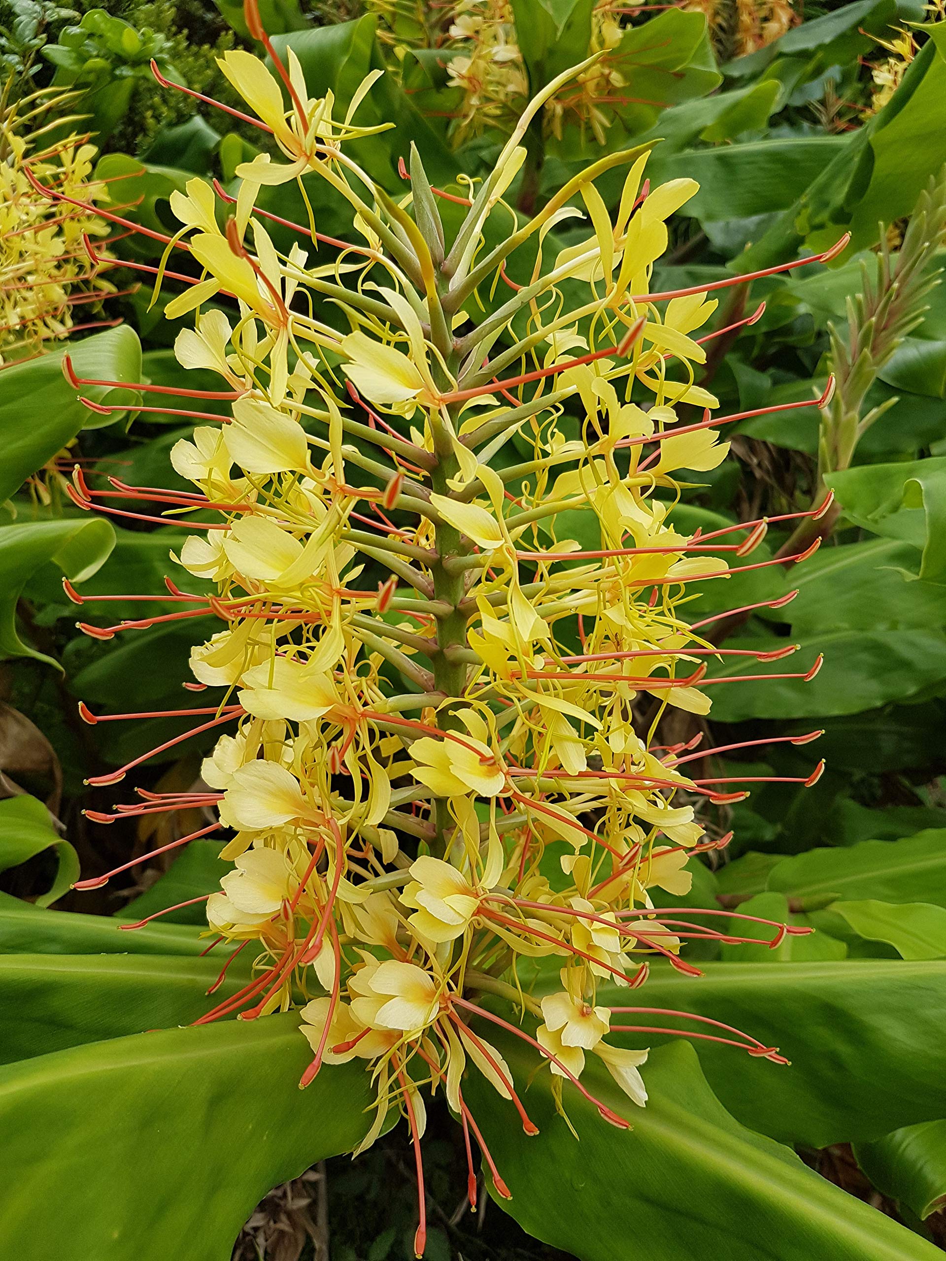 Hedychium Gardnerianum Yellow Kahili Ginger Plant Root - Live Tropical Flower Bulbs for Garden Planting (1 Pack) | Zone 5 Hardy | Perfect for Hawaiian-Themed Landscaping, Poolside Gardens & Exotic Flower Arrangements