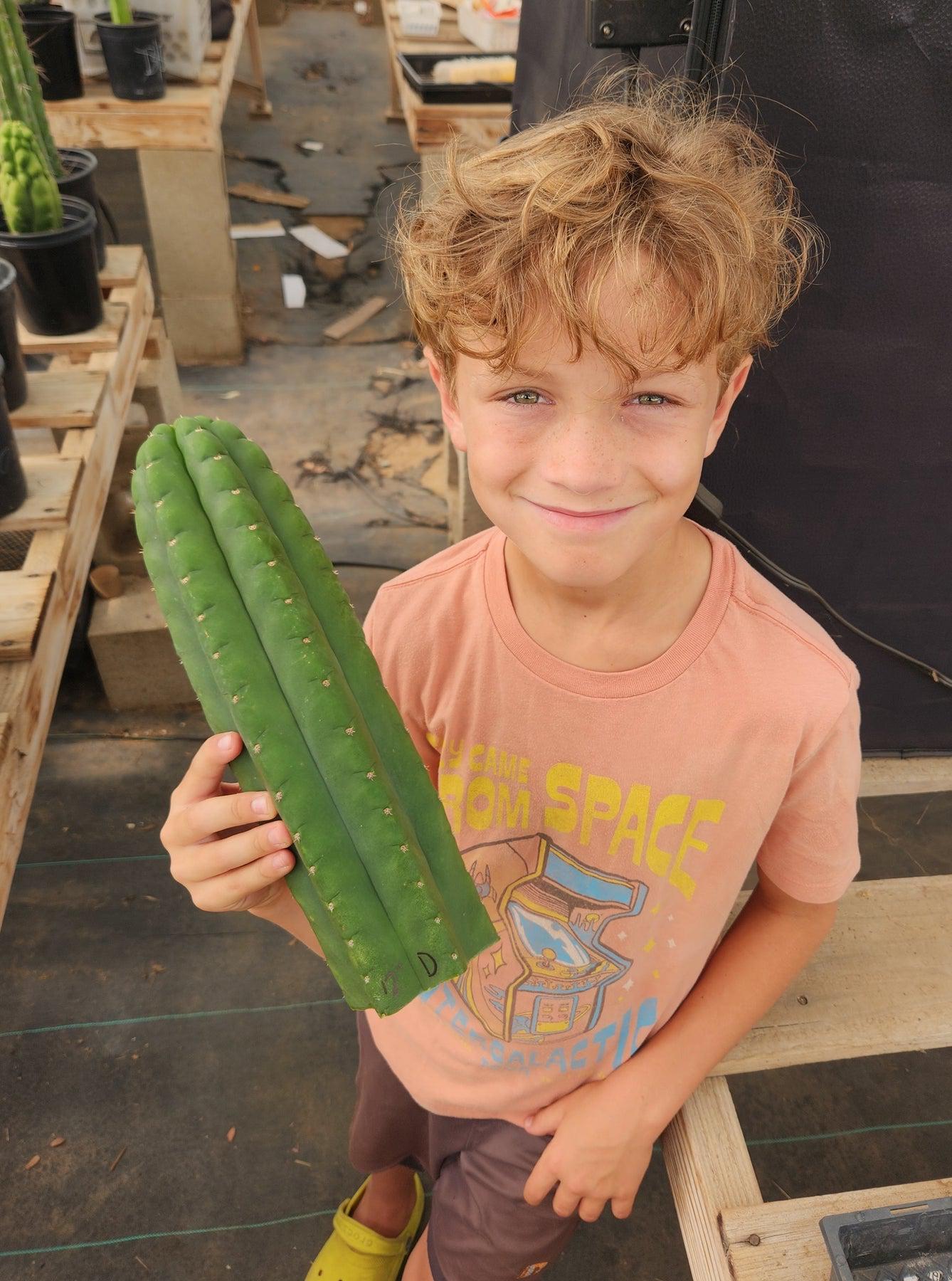 EC13 EXACT Trichocereus Pachanoi #46 Cactus - Live Potted Plant & Cuttings for Home Decor, Gardening, and Spiritual Ceremonies