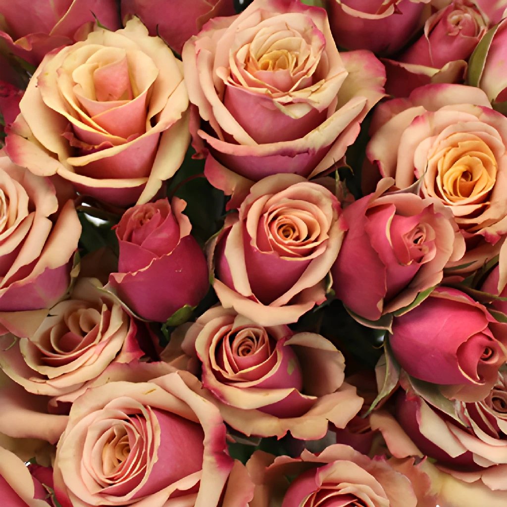 Antique Pink Spray Roses - Fresh Cut Flowers for Wedding Bouquets, Home Decor, and Special Events