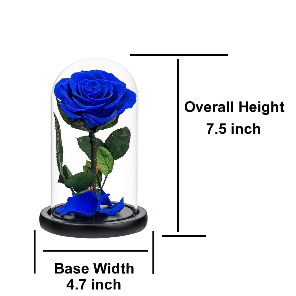 Royal Blue Preserved Roses in Glass Dome - Real Never-Withered Flowers for Home Decor, Wedding Centerpieces & Romantic Gifts (Perfect for Valentine's Day, Mother's Day & Birthdays)