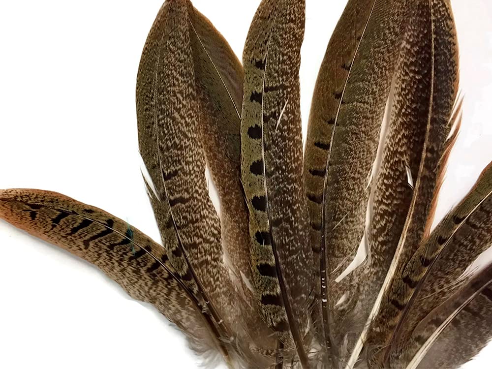 50 Pieces Bulk Natural Brown Ringneck Pheasant Tail Feathers 10-12