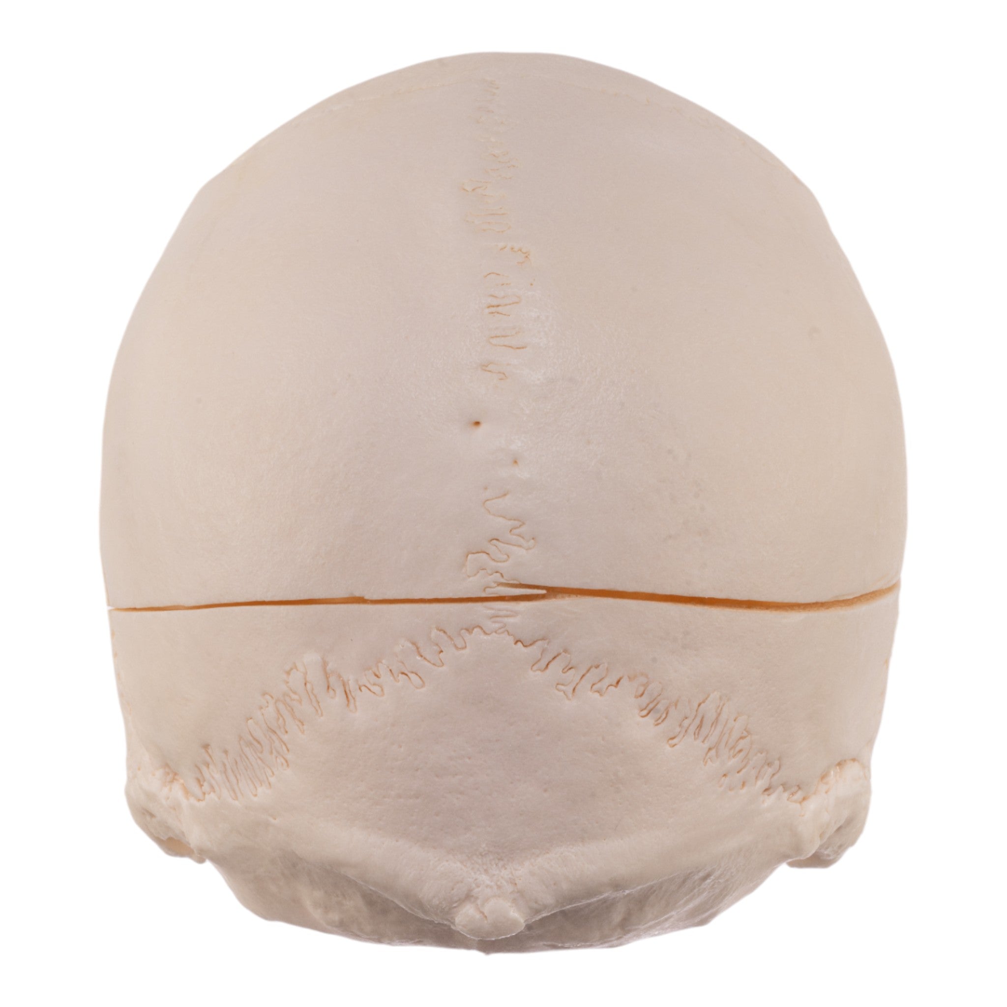 Premium Anatomical Human Skull Model - Accurate Medical & Educational Replica for Doctors, Students & Halloween Decor | Perfect for Classrooms, Labs & Spooky Home Decor